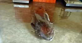জেলের জালে ৬০ কেজি ওজনের সামুদ্রিক শৌল মাছ